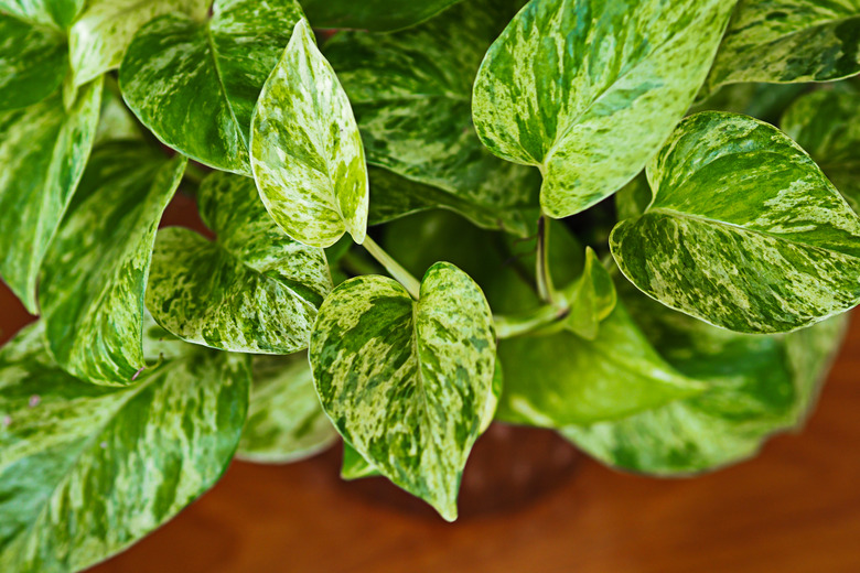 Close up of Golden Pothos in a tree vase on wooden table, white and green leaves texture