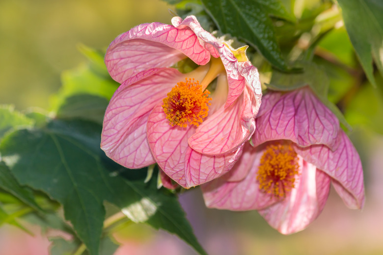 pink abutilon flowers in bloom