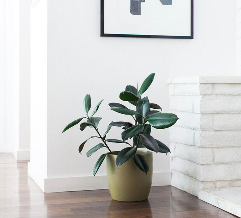 Rubber plants (Ficus elastica)