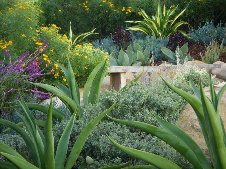 desert landscape design aloe vera