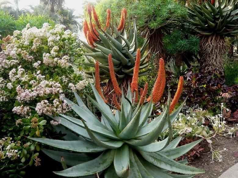 desert landscape plants Jade plant/friendship tree (Crassula ovata)