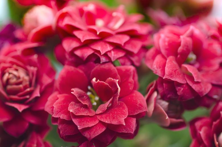 Kalanchoe blossfeldiana in bloom