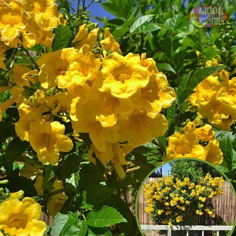 desert landscape plants Yellow bells (Tecoma stans)