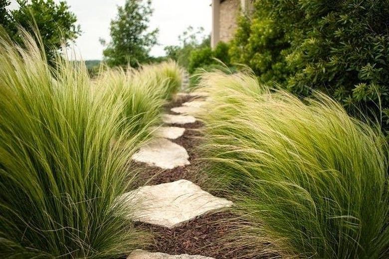 desert landscaping plants Mexican feather grass (Stipa tenuissima)