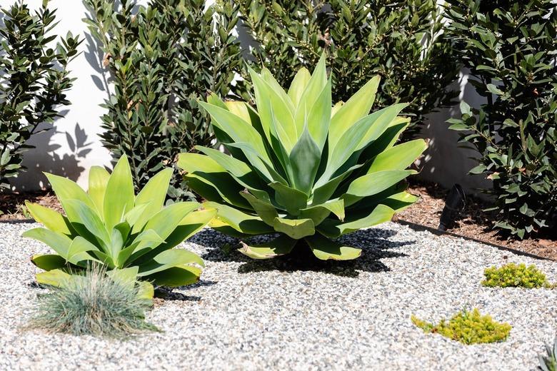 A garden with green succulent plants in gravel