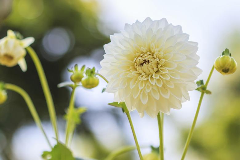 Dahlia colorful flower white for background texture