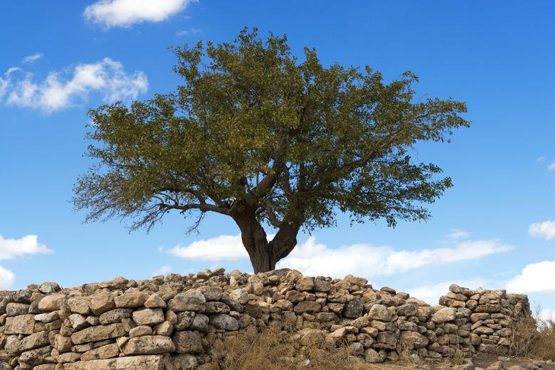 Mulberry Tree