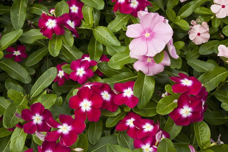 Impatiens flowers