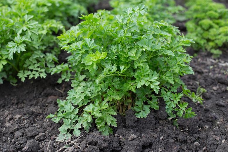 Parsley growing at a farm.