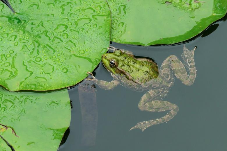 Closeup of green frog in garden pond.