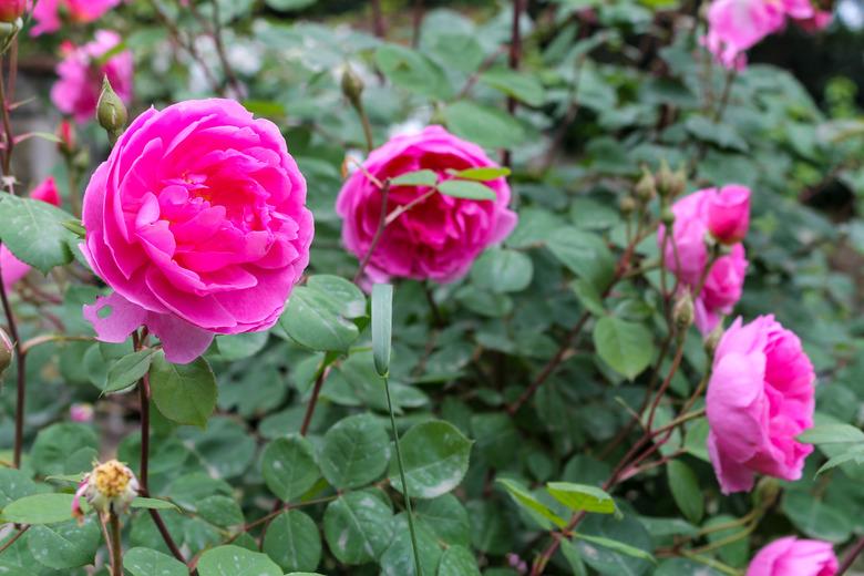 Beautiful pink roses bush in the garden surrounded by many green leaves