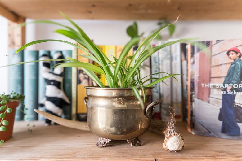 spider plant