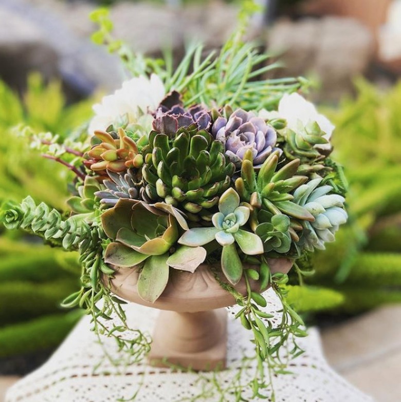 Succulent arrangement