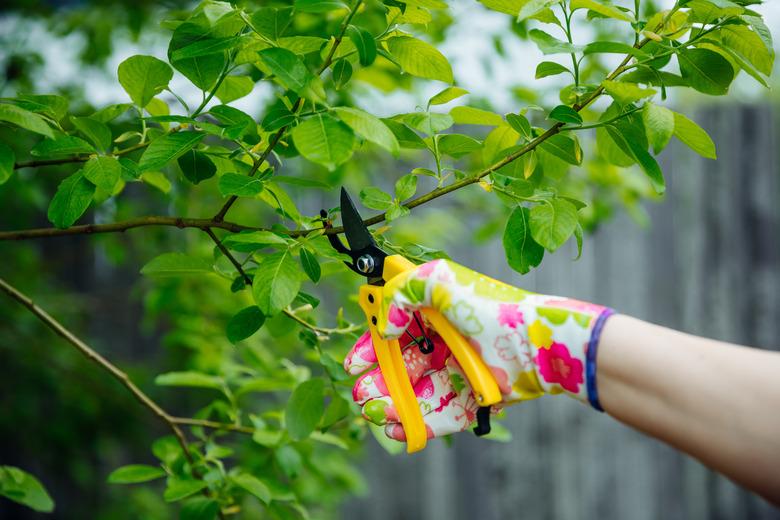 Gardener pruning trees with yellow secateur in the spring garden.