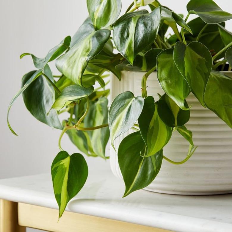 Golden Pothos in white planter