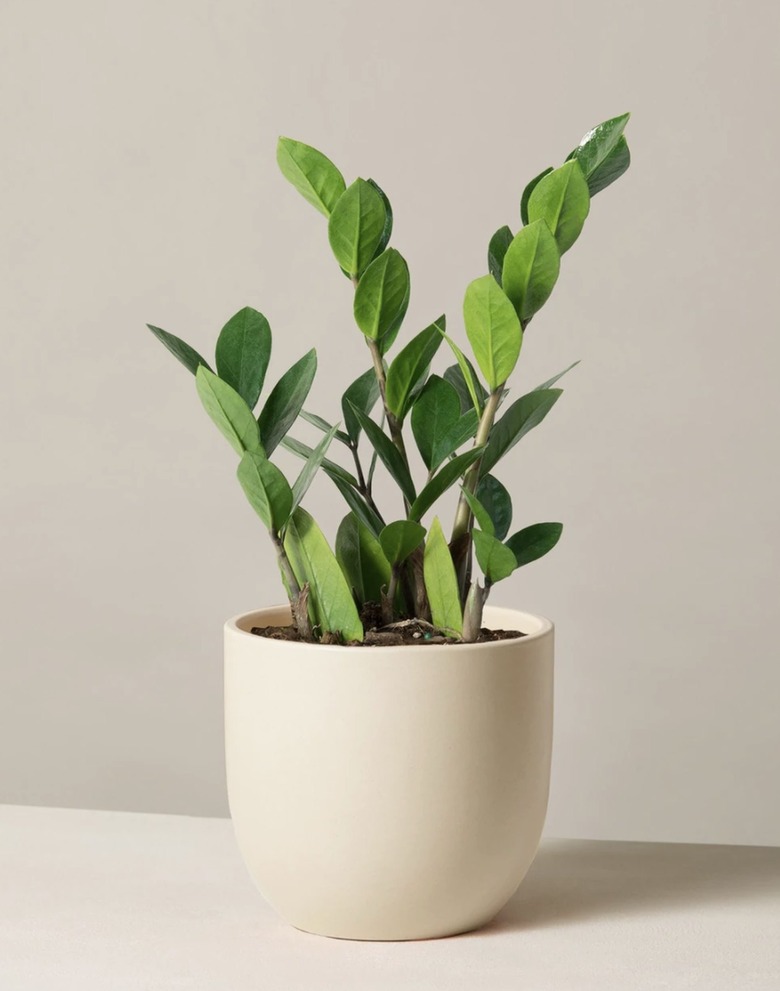 ZZ Plant in sand colored pot