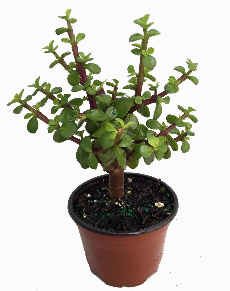 Jade Plant