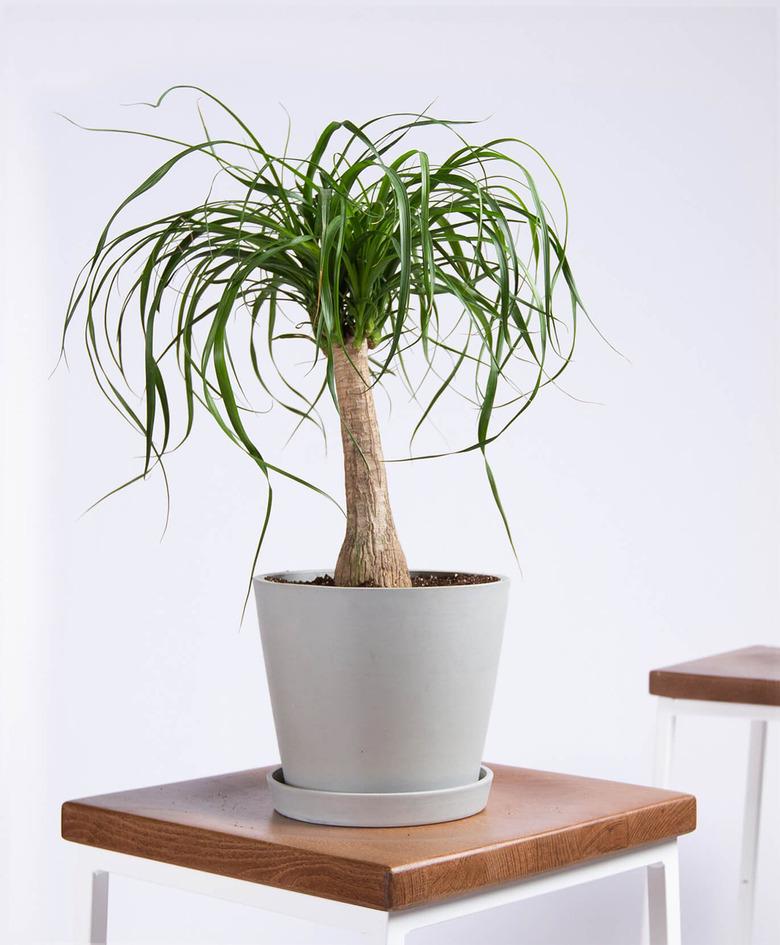 Ponytail Palm Plant