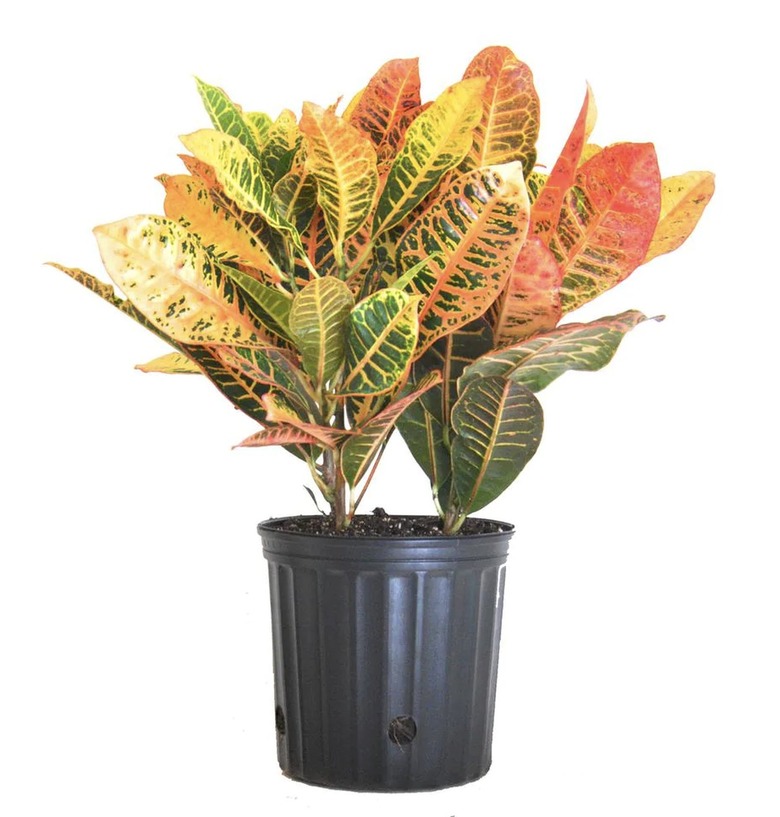 Croton Plant