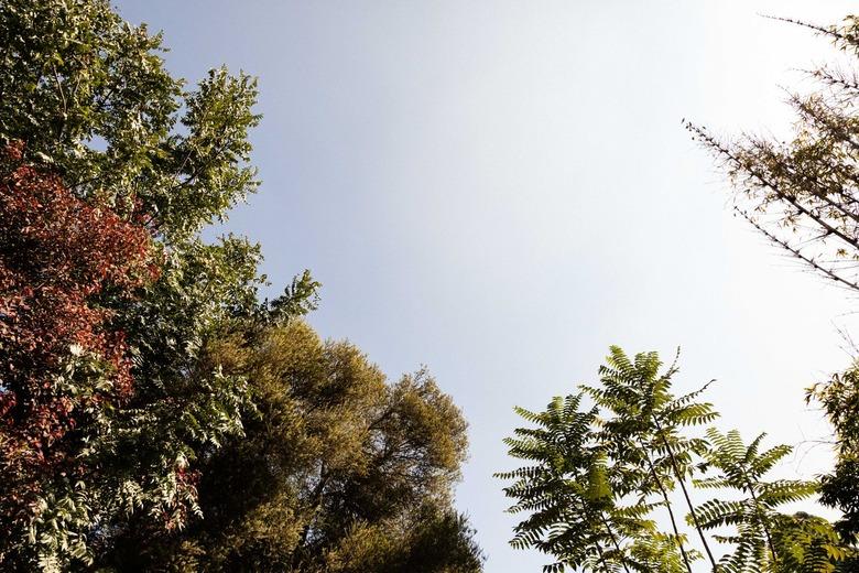 trees and sky