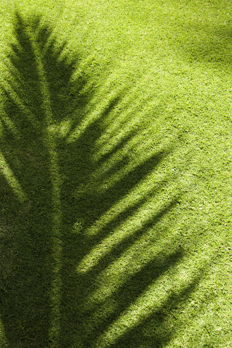 Shadow of palm leaf on grass