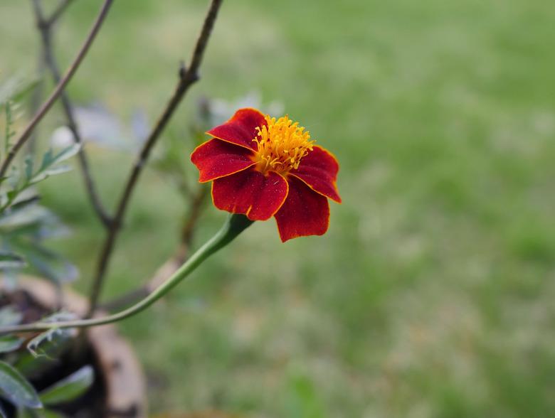 Close-Up Of Red Rose Flower