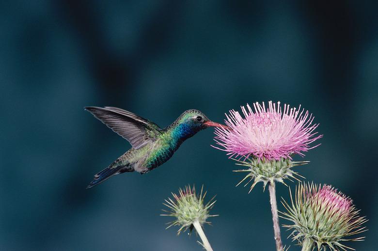 Close-up of a Broad-billed Hummingbird (Cynanthus latirostris)