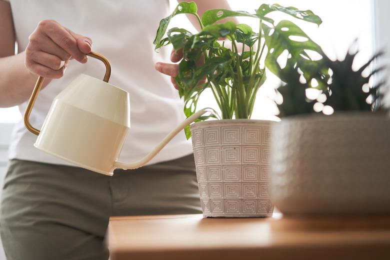 Watering houseplants.