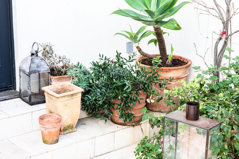 Terra cotta garden pots with plants