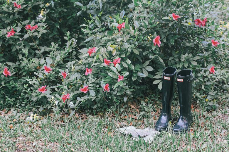 Flower bushes in yard with black rain boots