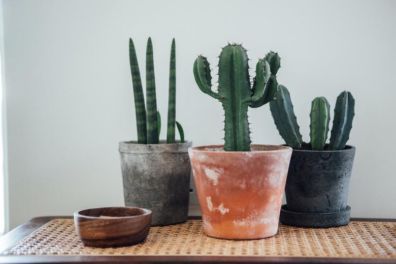 A Group Of Potted Plants