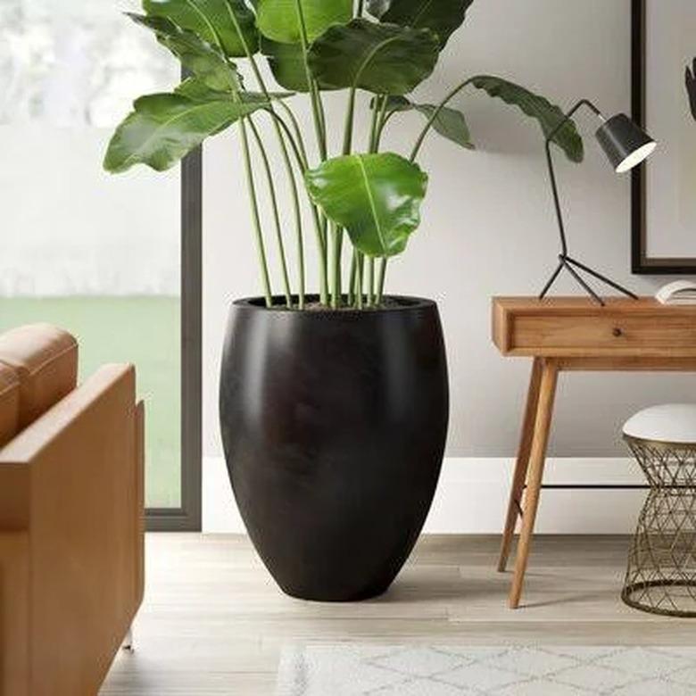 A black fiberglass pot with elephant ears planted