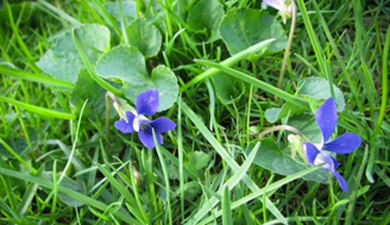 wild violet.