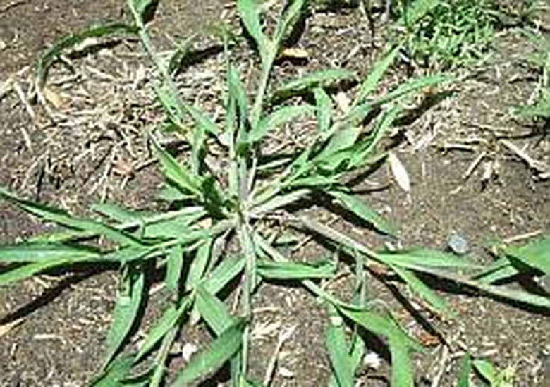 Crabgrass