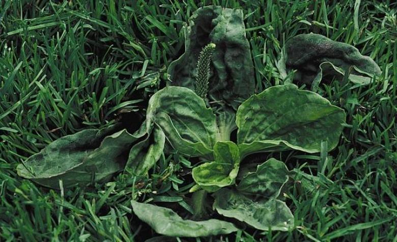 Broadleaf plantain