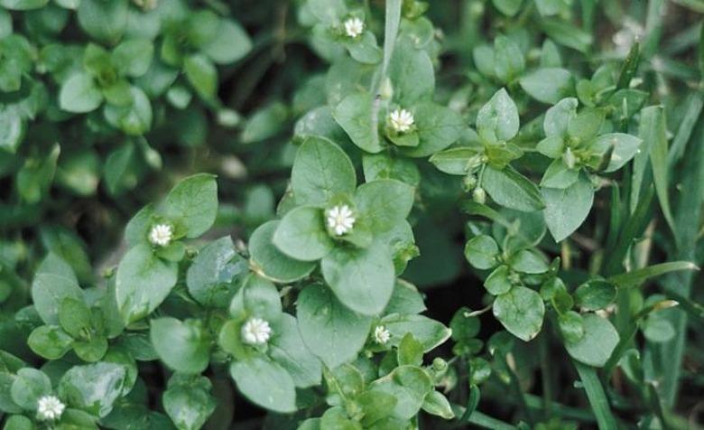 chickweed