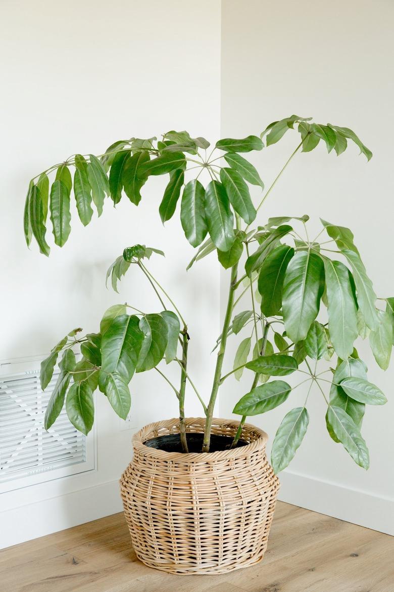 A large weeping fig houseplant in a woven basket in front of a white wall. There's a white air vent on the wall next to the plant.