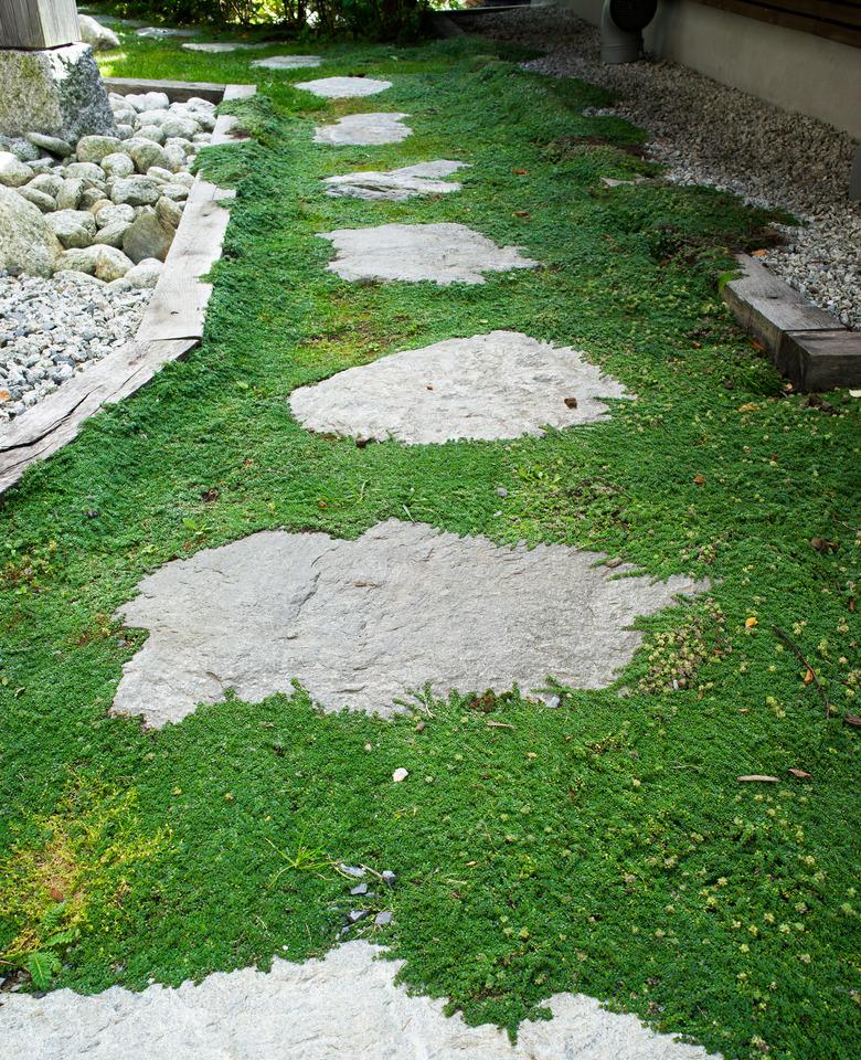 Creeping thyme, thymus praecox between stone path