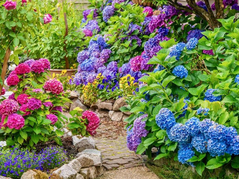 A beautiful summer garden, featuring a spectacular display of vibrant blue, pink and purple hydrangeas.