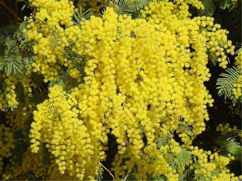 Flowering acacia.