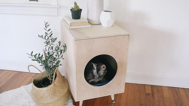 Cat inside plywood litter box