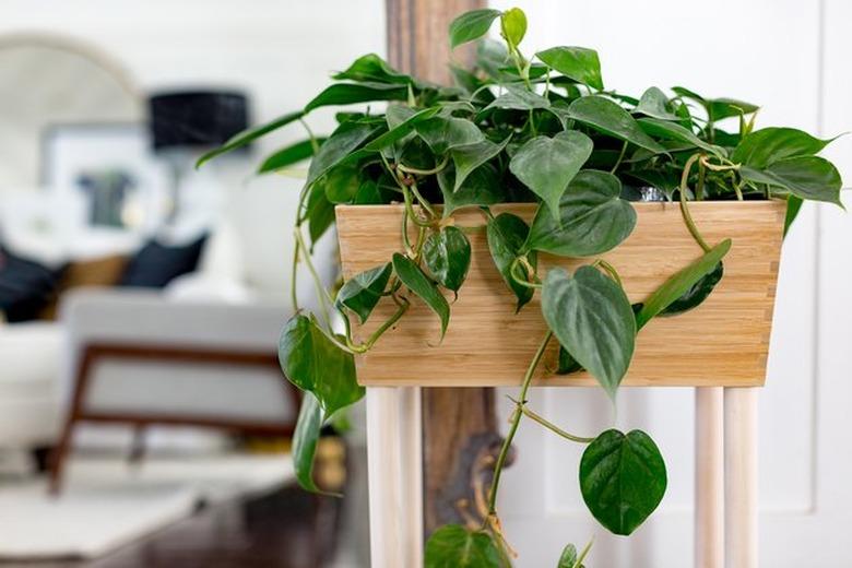 Bamboo box and dowels as a planter