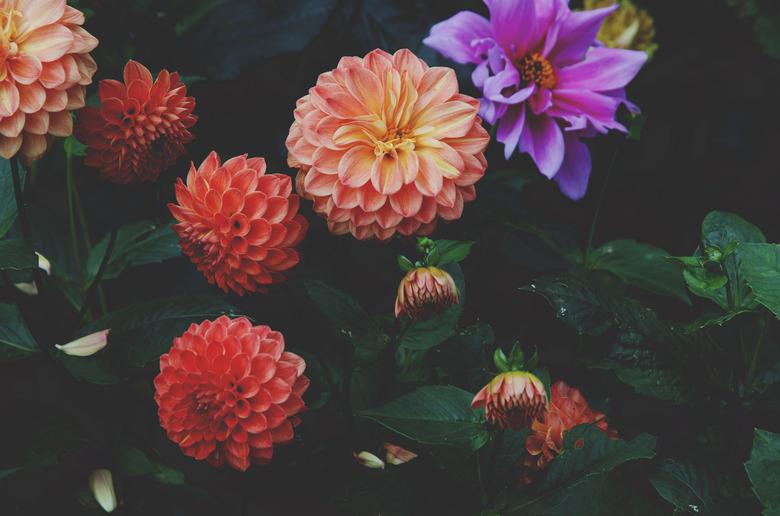 Dahlias in bloom