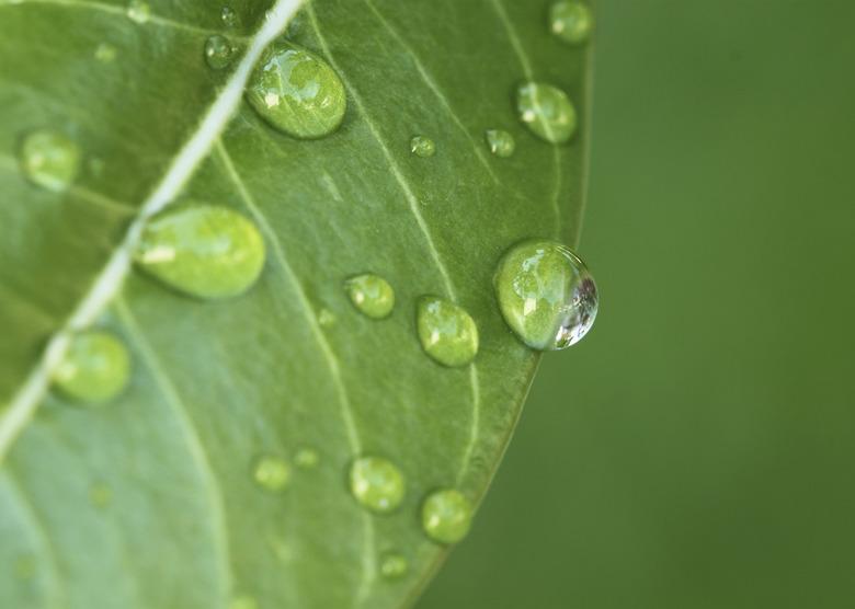 water drops on leaves