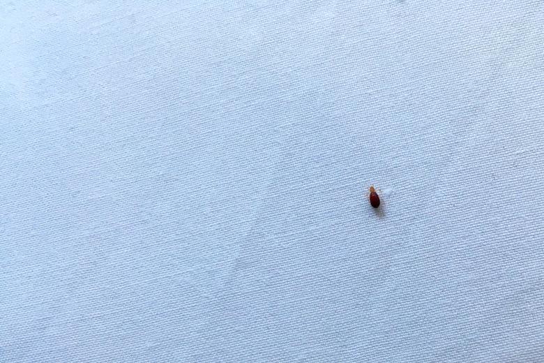 Bedbug on bed sheet after biting person