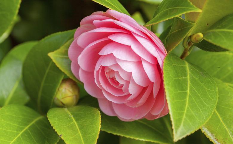 Pink Camellia sasanqua flower with green leaves