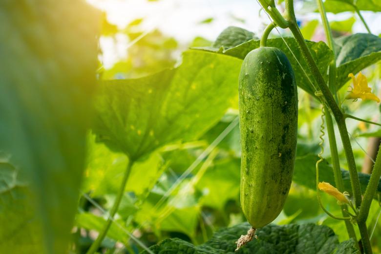 Cucumber in the garden