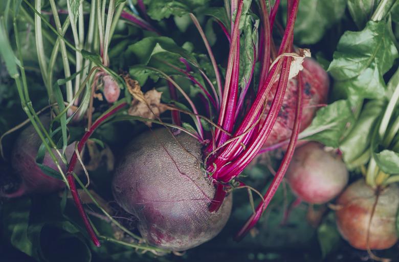 freshly harvested beetroot