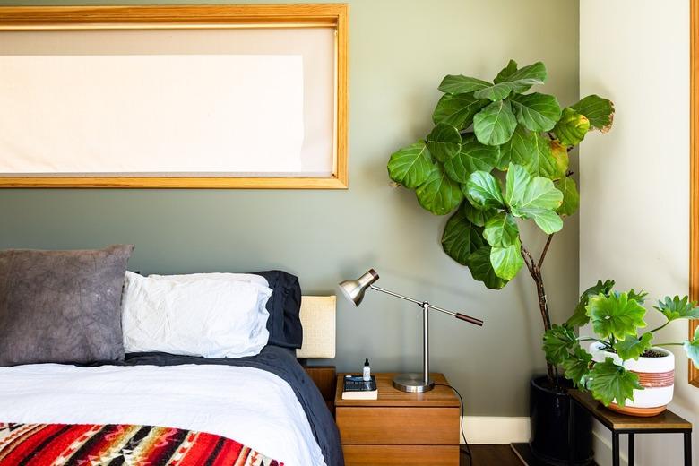 A large plant in a bedroom with green-white walls and wood framed windows