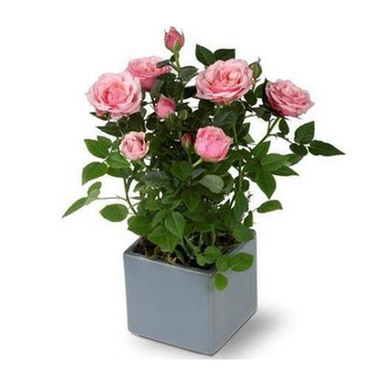 Miniature roses in blue planter